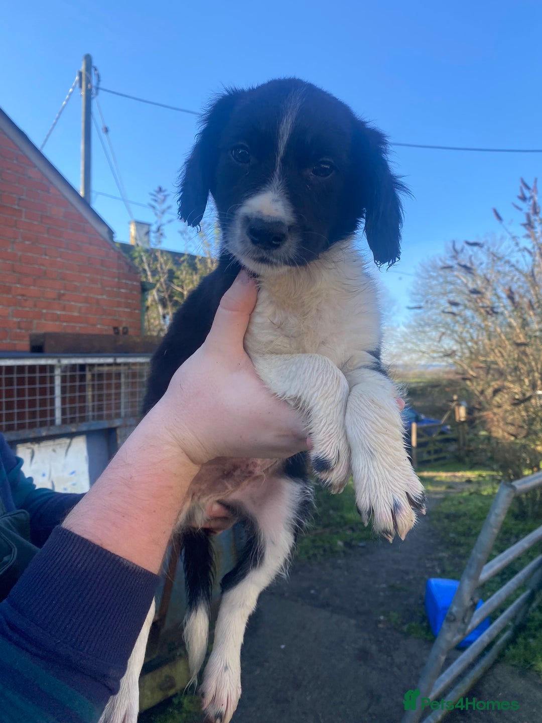 Mixed Breed dogs for sale: Cocker x collie puppies  - Advert 4