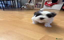 Bichon Frise dogs for sale: Bichon Maltese for sale  - Image 7