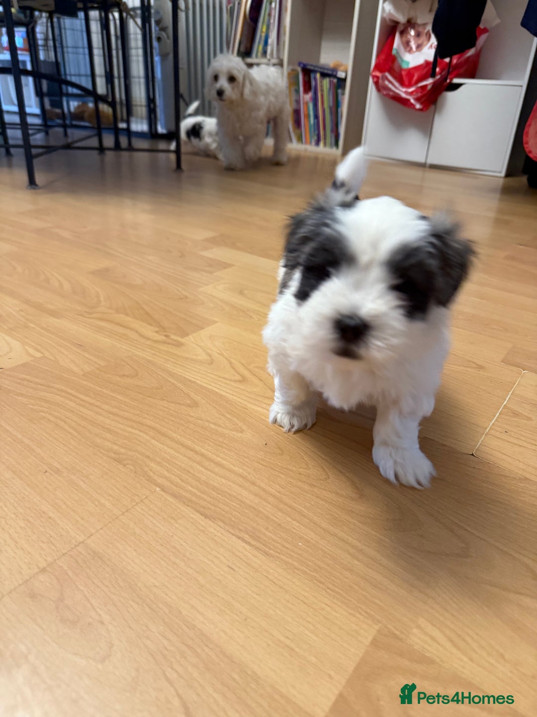 Bichon Frise dogs for sale: Bichon Maltese for sale  - Image 7