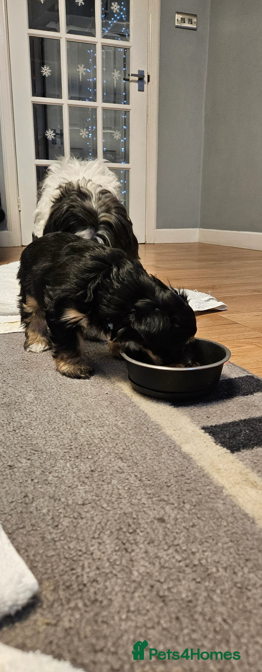 Mixed Breed dogs for sale: Yorkshire terrier X puppies  - Advert 13