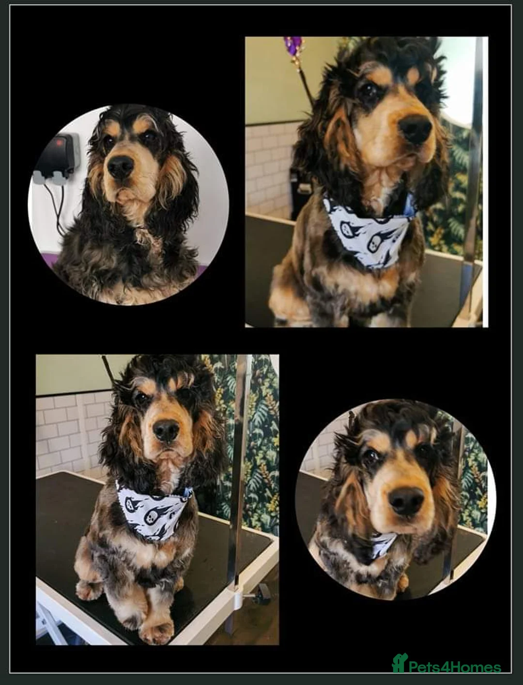 Cocker Spaniel dogs for stud:  Sable Show Cocker Spaniel Available for Stud 🐾 - Advert 12