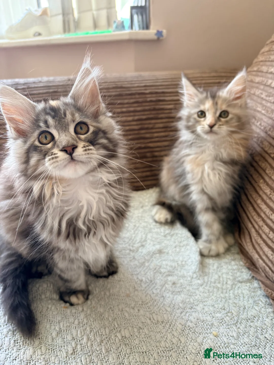 Maine Coon cats for sale: READY NOW. Two tica registered girls. 1 poly  - Advert 2