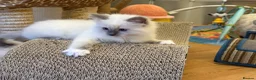Ragdoll cats for sale: GCCF Registered Ragdoll Kittens - Advert 9
