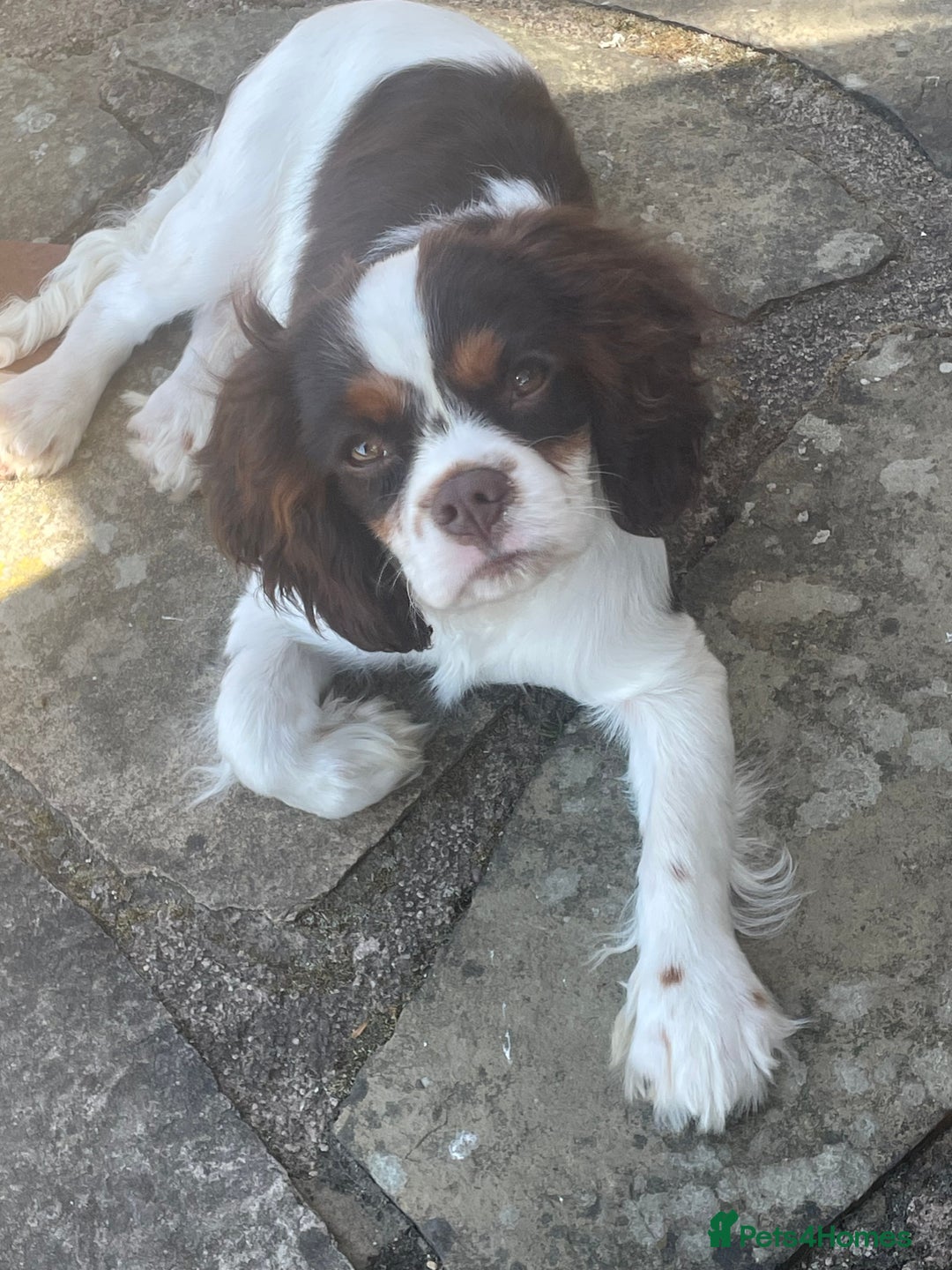 Cavalier King Charles Spaniel dogs for sale: Chocolate tri cavalier king charles - Image 3