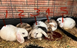 Mini Lop rabbits for sale: Mini Lop Baby Boys - Image 2