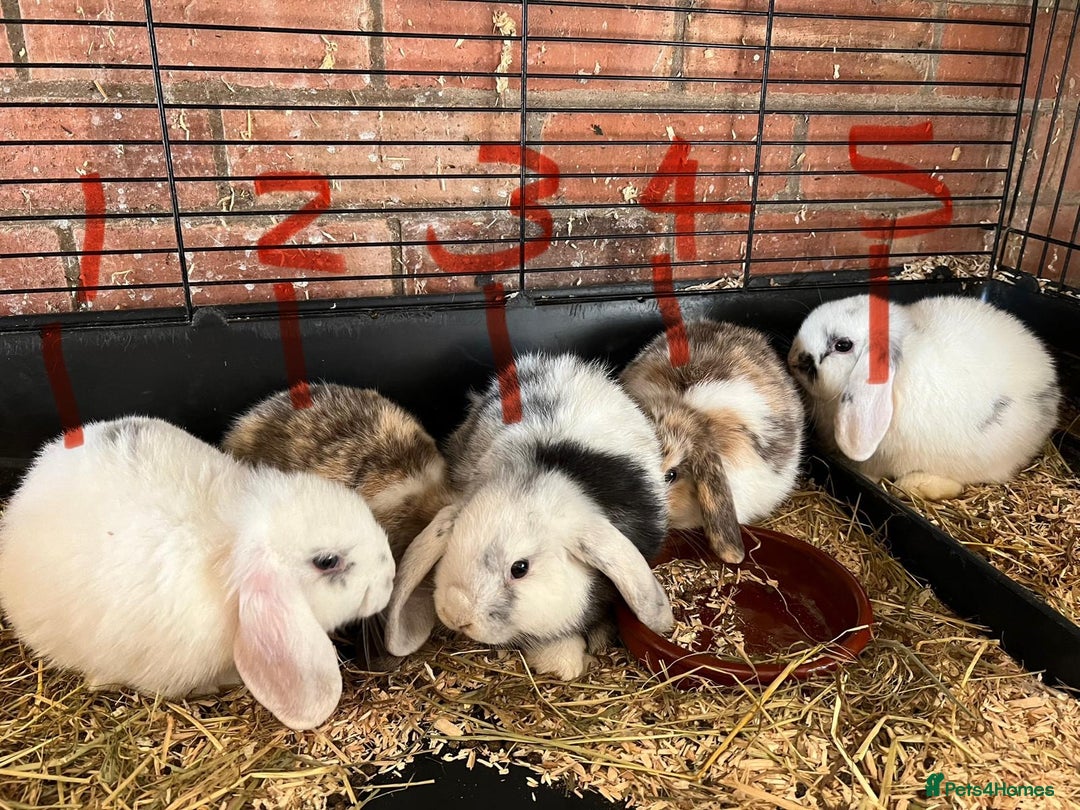 Mini Lop rabbits for sale: Mini Lop Baby Boys - Image 2