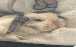 Mini Lop rabbits for sale: Female rabbit free to a good home  - Image 4