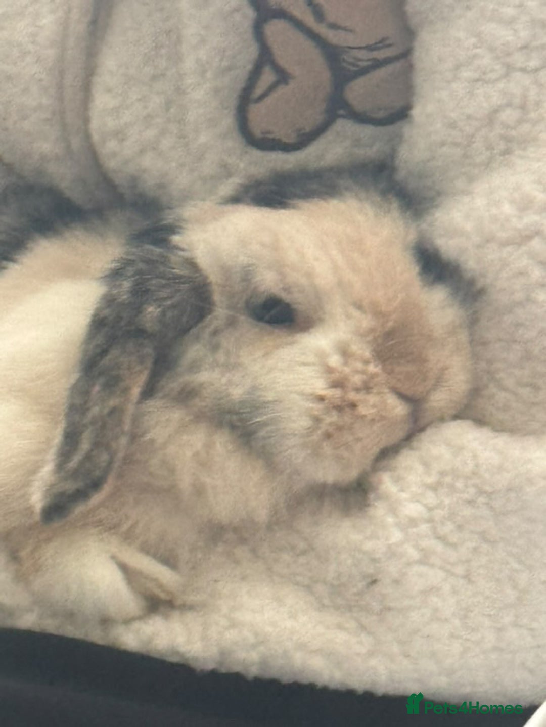 Mini Lop rabbits for sale: Female rabbit free to a good home  - Image 4