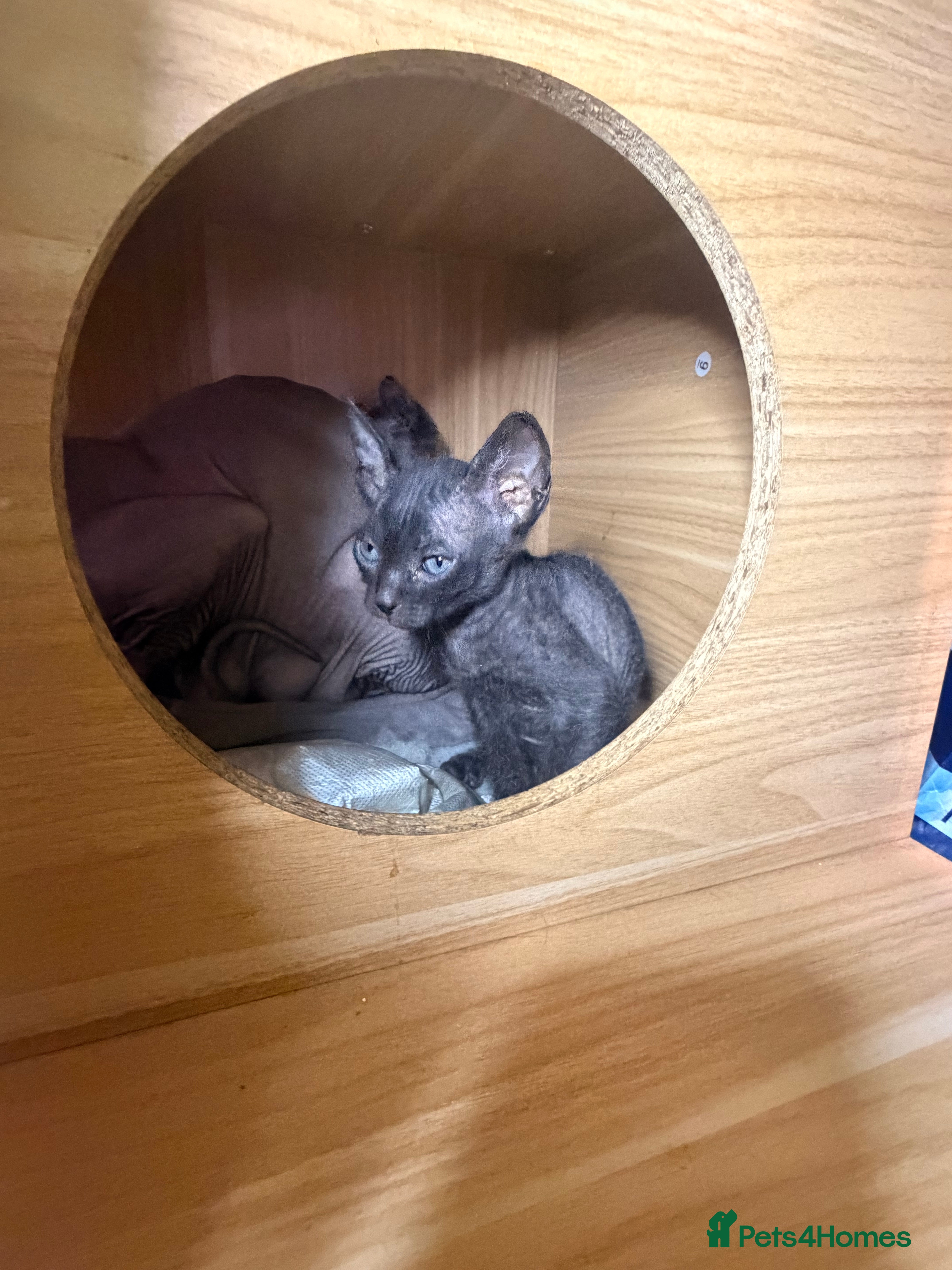 Sphynx cats Beautiful Sphynx and Elf kittens 🐾🩵🩷 - Advert 4