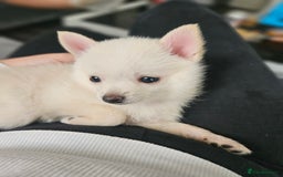 Pomchi dogs for sale: Pomeranian, fimele - Image 10