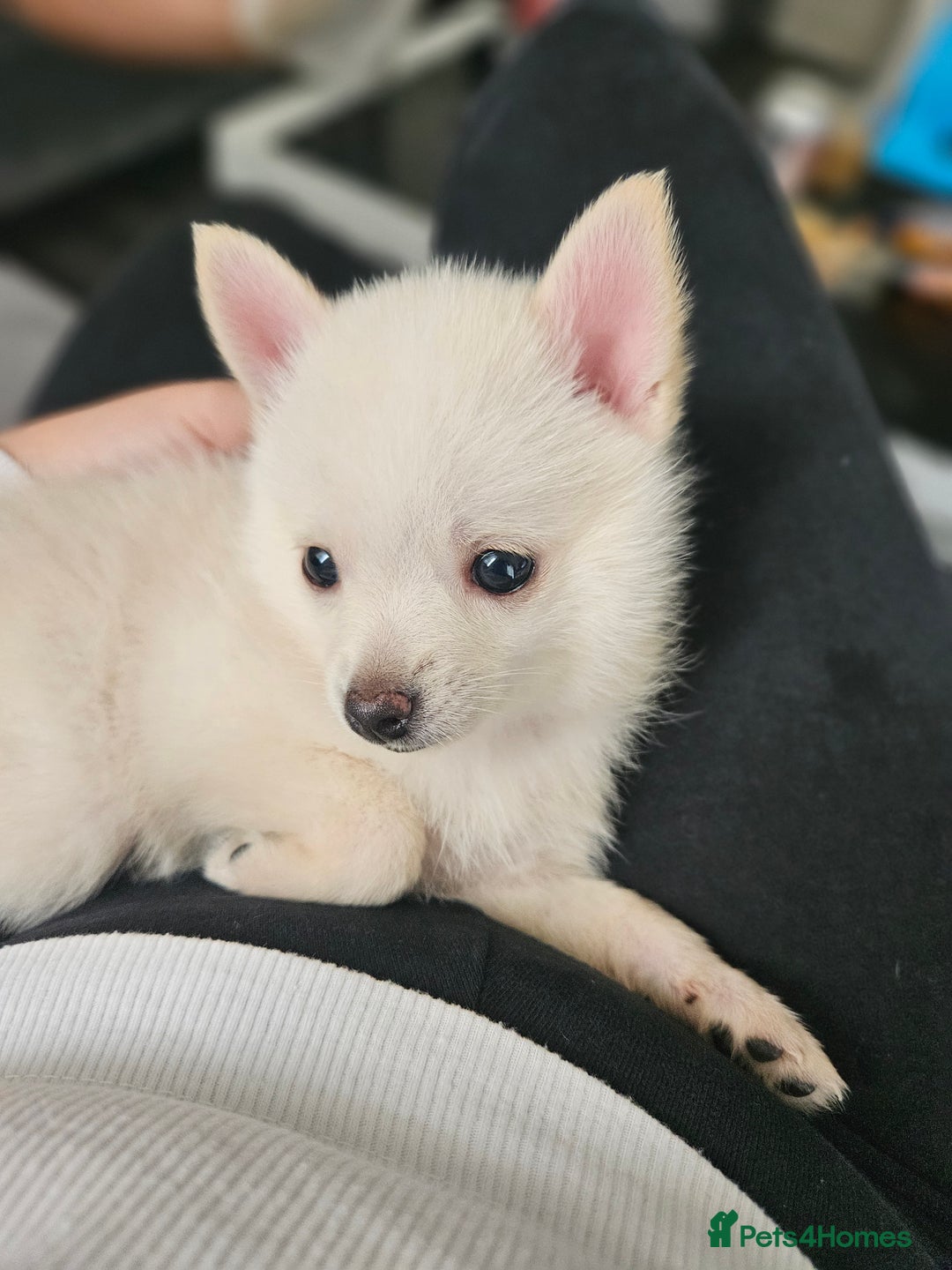 Pomchi dogs for sale: Pomeranian, fimele - Image 10