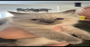 Ragdoll cats Pure Ragdoll Kittens - Advert 4