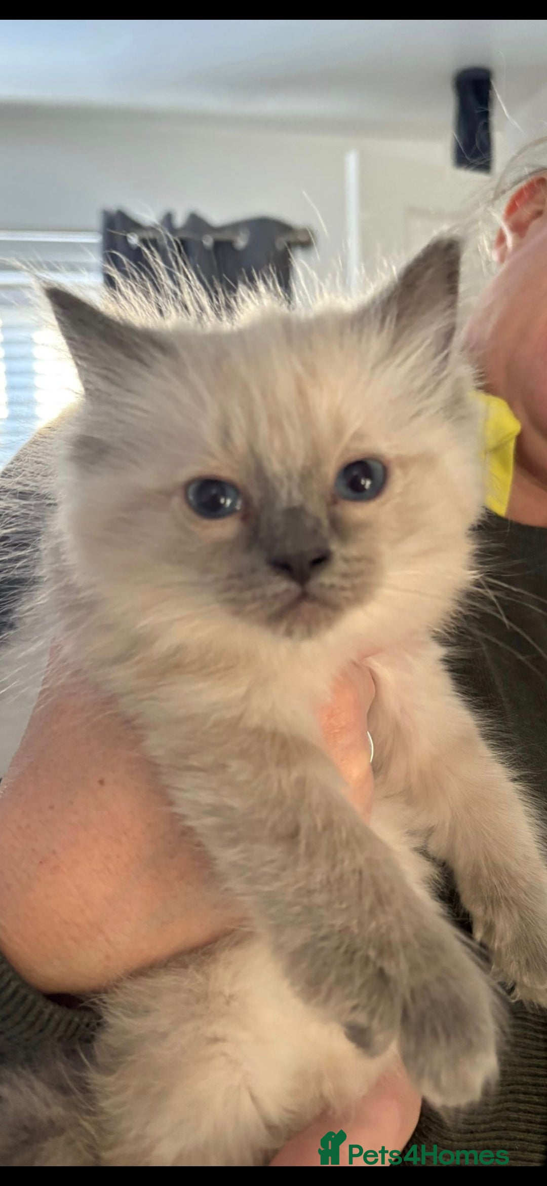 Ragdoll cats for sale: Pure Ragdoll Kittens - Advert 3