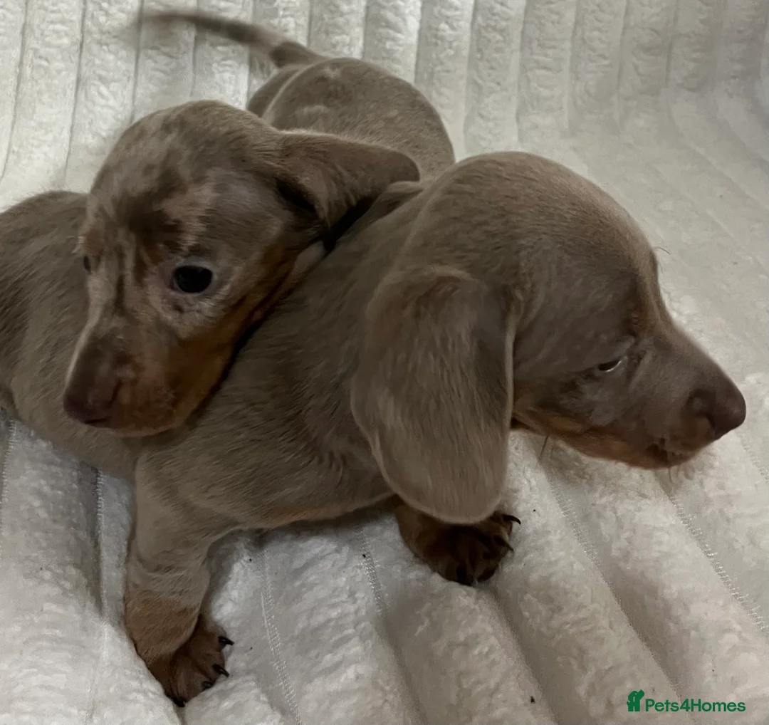 Miniature Dachshund dogs for sale: Stunning Isabella mini dachshund puppies - Advert 8