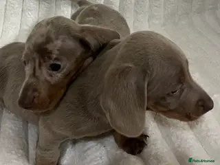 Miniature Dachshund dogs Stunning Isabella mini dachshund puppies - Advert 6