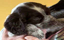 Cocker Spaniel dogs for sale: Beautiful working cocker spaniels 3 of each sex - Image 1