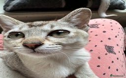 Burmese cats for sale: GCCF reg Pedigree Kittens - Image 16