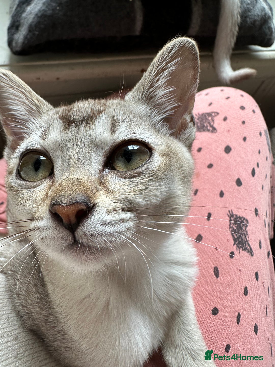 Burmese cats for sale: GCCF reg Pedigree Kittens - Image 16