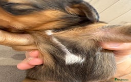 Miniature Dachshund dogs for sale: Gorgeous Long &short haired mini dachshund puppies - Image 32
