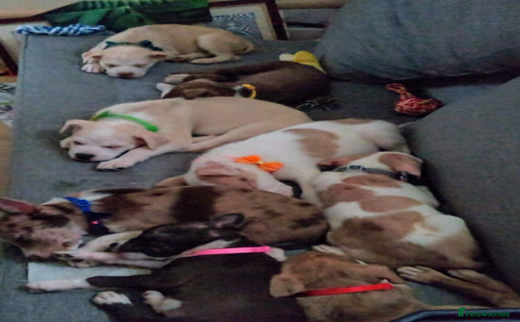Mixed Breed dogs - Advert 6