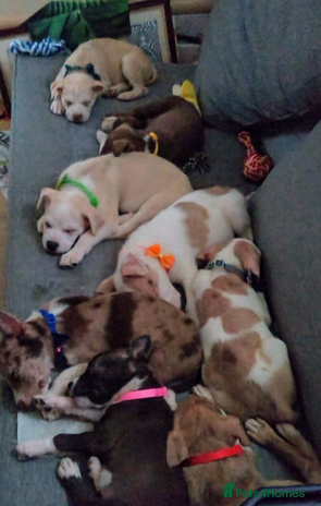 Mixed Breed dogs - Advert 1