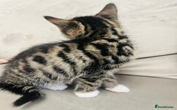 Domestic Shorthair cats for sale: The lovely 8 week kitten ready for rehome - Image 9