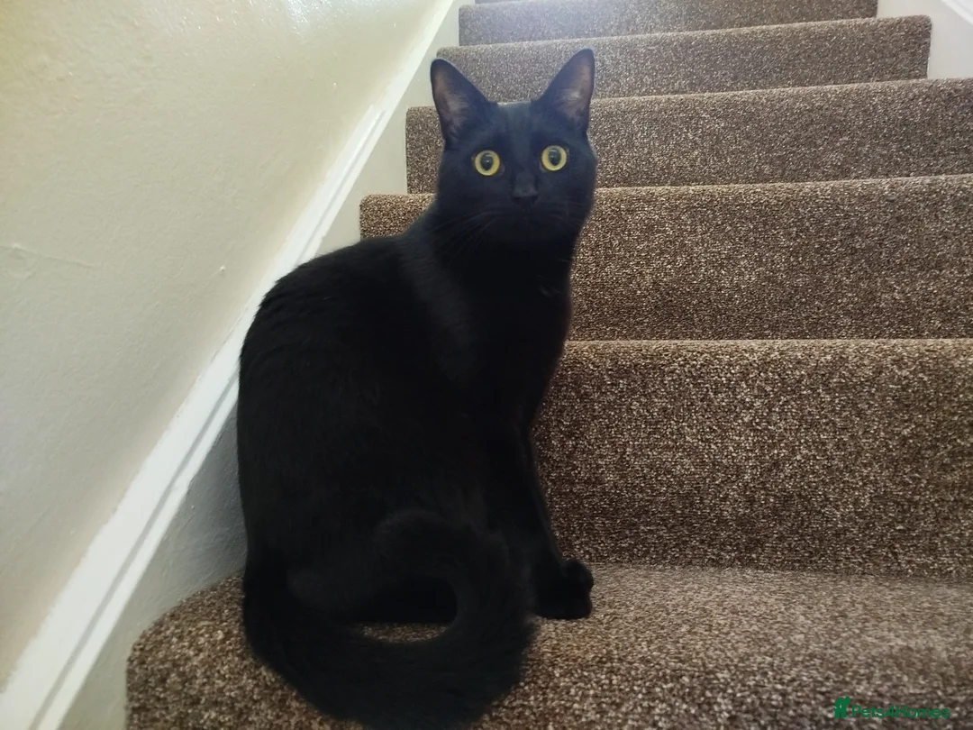 Bombay cats for sale: Black male cat loki - Advert 2