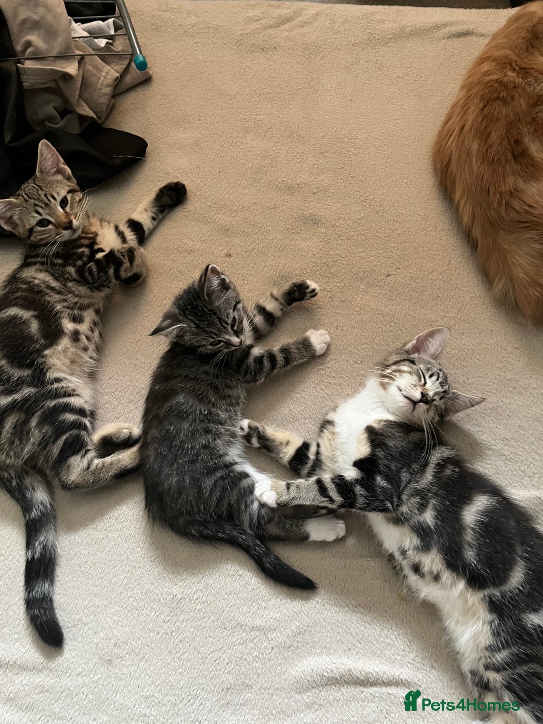 Maine Coon cats for sale: Adorable Kittens - Image 4