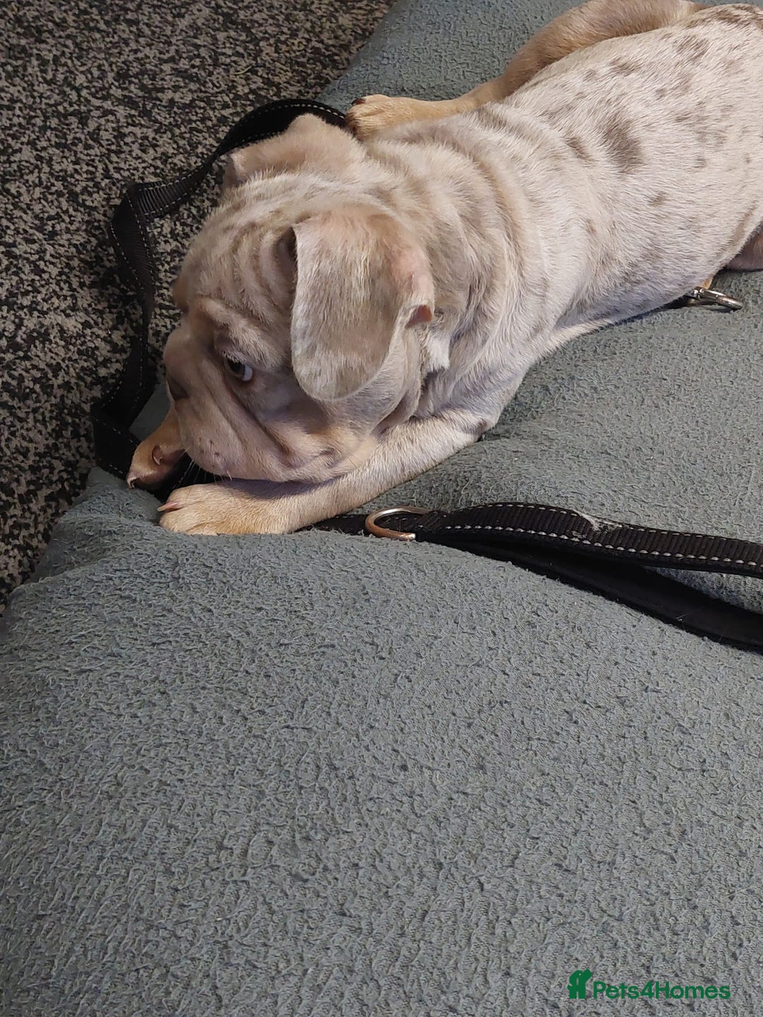 French Bulldog dogs for sale: Stunning boys  - Advert 6