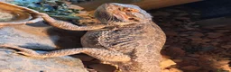 Bearded Dragon reptiles for sale: Male bearded dragon - Advert 2