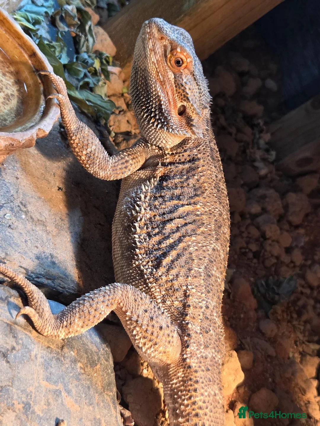 Bearded Dragon reptiles for sale: Male bearded dragon - Advert 2