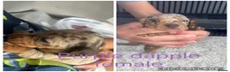 Miniature Dachshund dogs for sale: Miniature KC  dachshund puppies - Advert 31