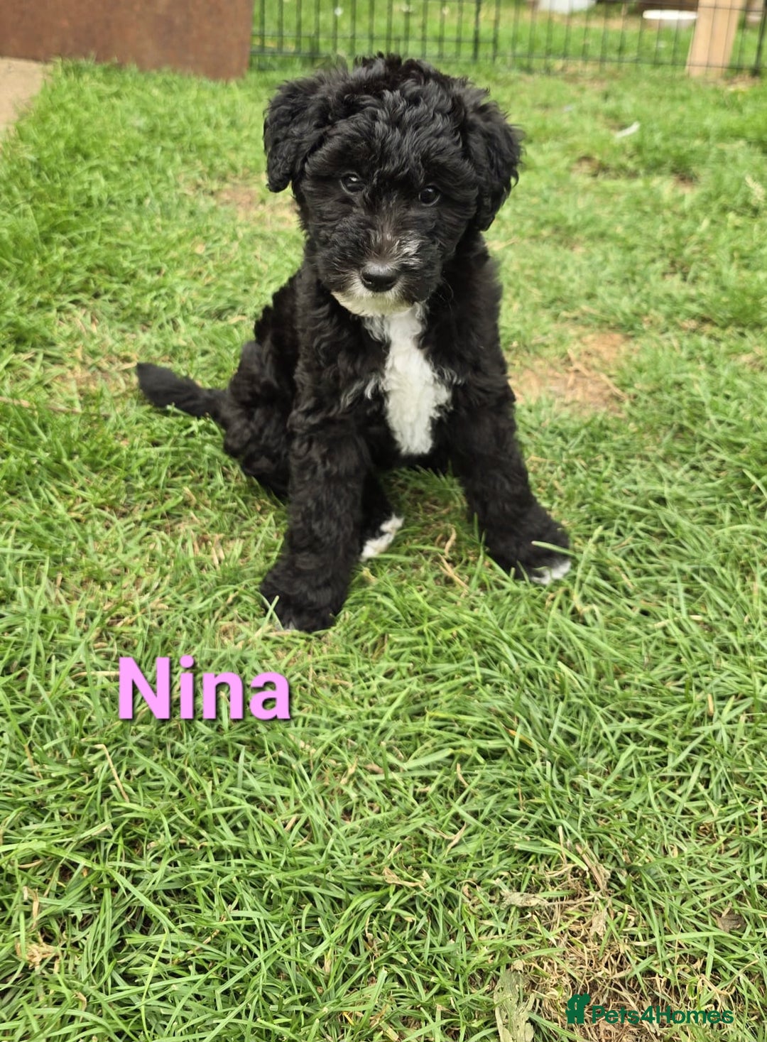 Mixed Breed dogs for sale: Fox Terrier × Australian Labradoodle Pups Sale - Image 15