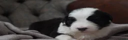 Old English Sheepdog dogs for sale: Stunning KC Registered Old English Sheepdog Pups - Advert 14