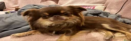 Chihuahua dogs for sale: Two chihuahua brothers looking for a new home - Advert 7