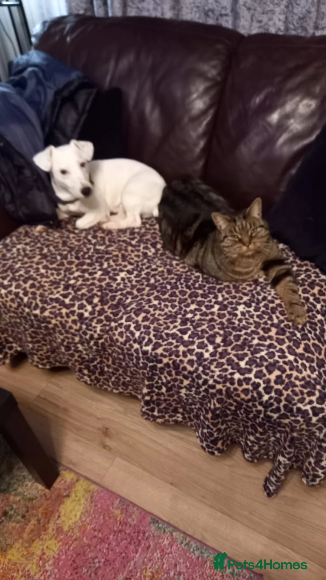 Jack Russell dogs for stud: Handsome Jack Russell to stud 🐶  in Blaydon-on-Tyne - Advert 4