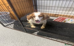 Cocker Spaniel dogs for sale: Kc reg . Lemon/white cocker bitch. 4 year old - Image 3