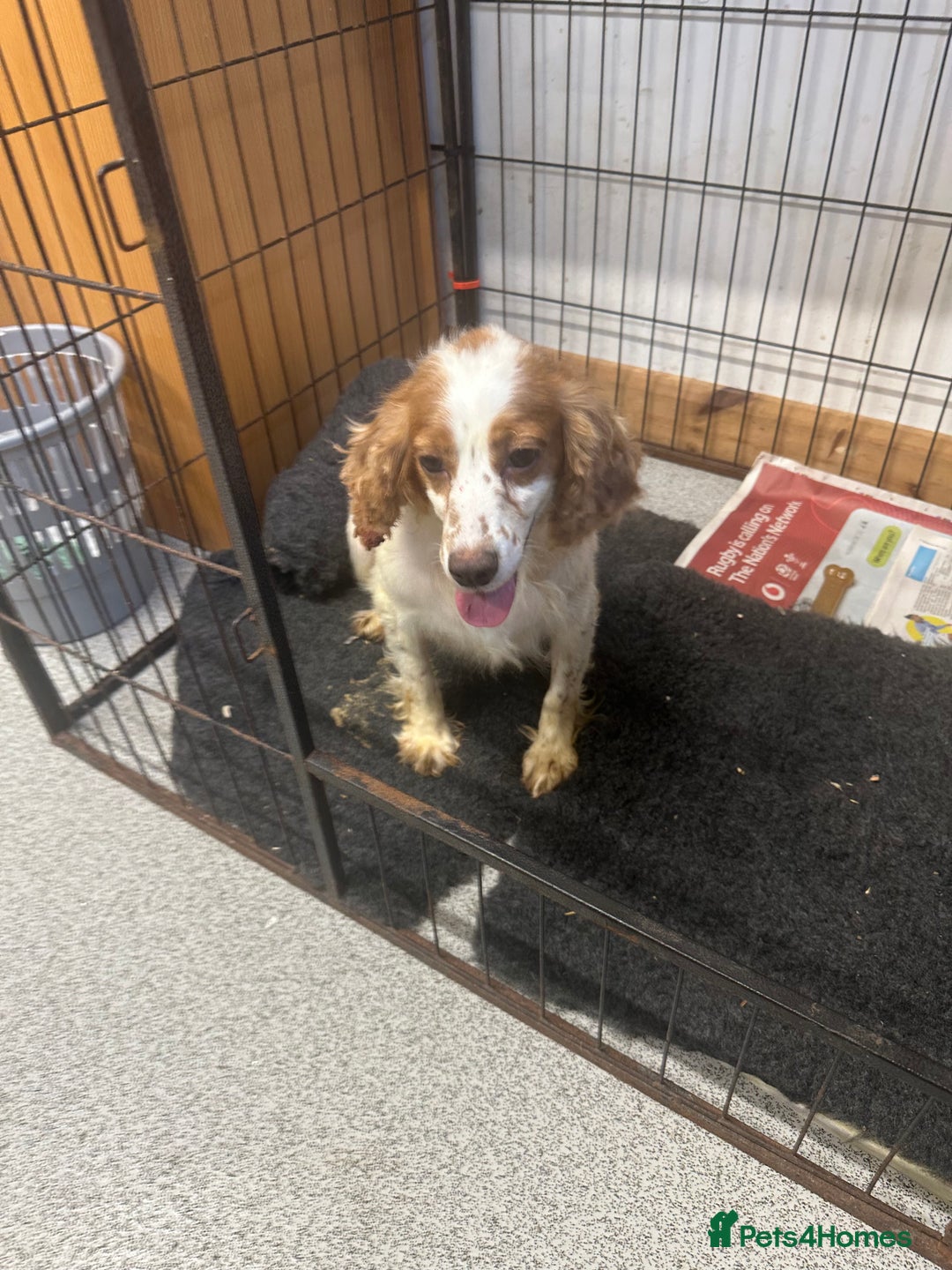 Cocker Spaniel dogs for sale: Kc reg . Lemon/white cocker bitch. 4 year old - Image 3