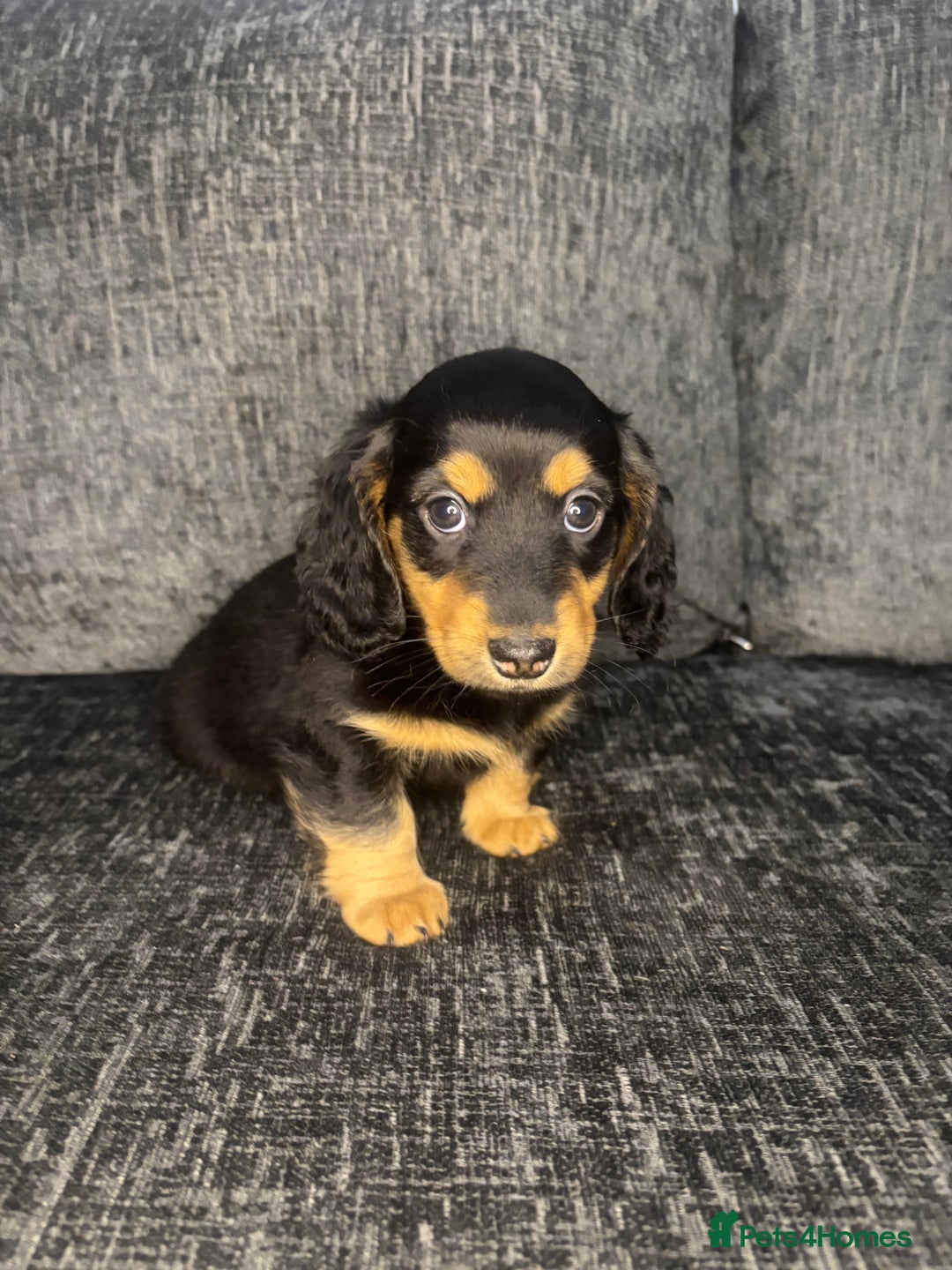 Miniature Dachshund dogs for sale: Champion Longhaired Miniature Dachshund Puppies - Advert 33