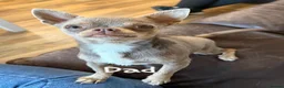Chihuahua dogs for sale: Pedigree Chihuahua Puppies  - Advert 7