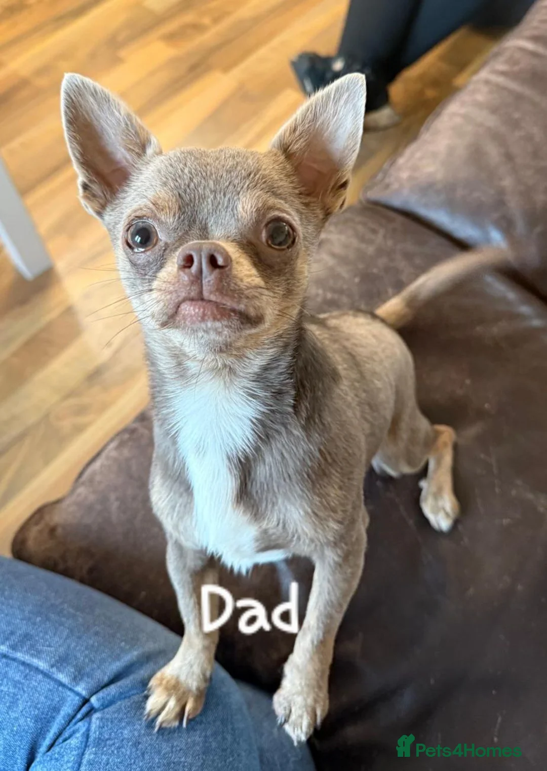 Chihuahua dogs for sale: Pedigree Chihuahua Puppies  - Advert 7
