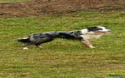 Border Collie dogs for stud: Blue merle border collie for stud - Image 6