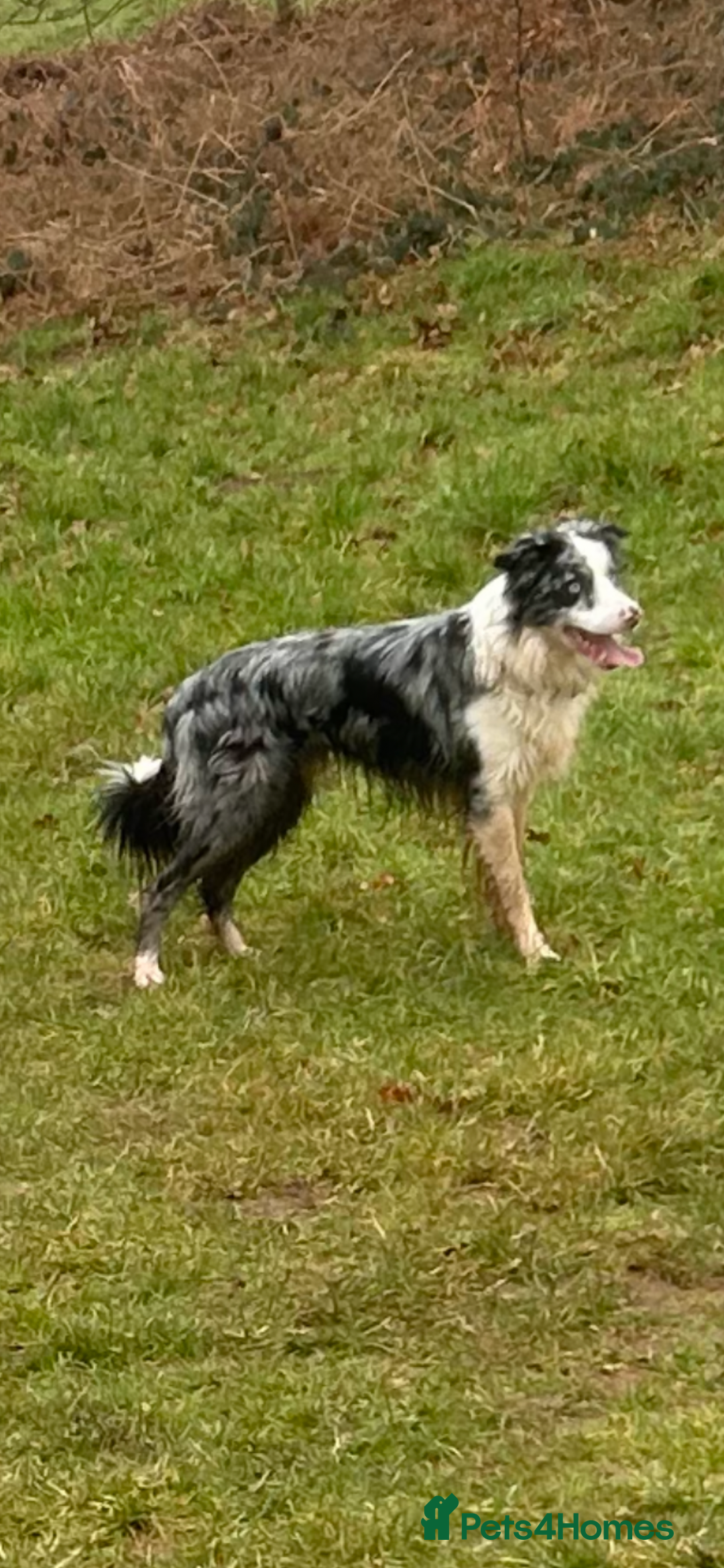 Border Collie dogs for stud: Blue merle border collie for stud - Image 6