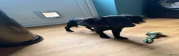 Doxiepoo dogs for sale: Female Doxipoo - Advert 4