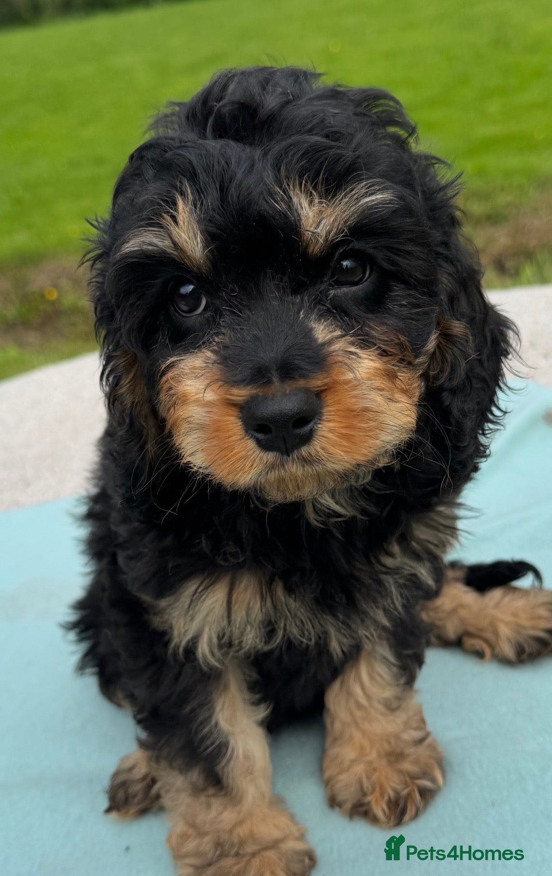 Cavapoo dogs Healthy comical characters- delightful puppies - Advert 2