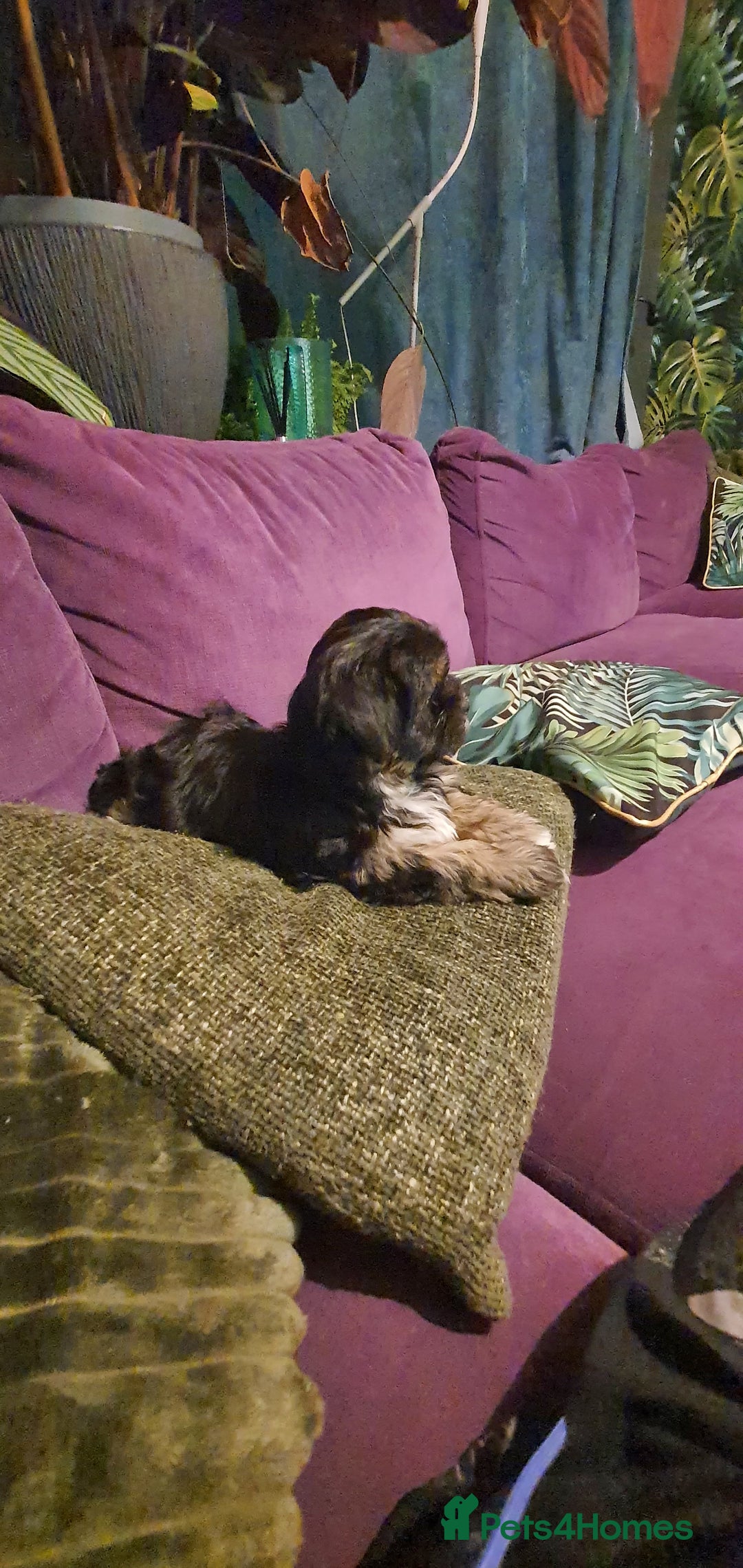 Morkie dogs for sale: ADORABLE MORKI BABIES 🐶 - Advert 7