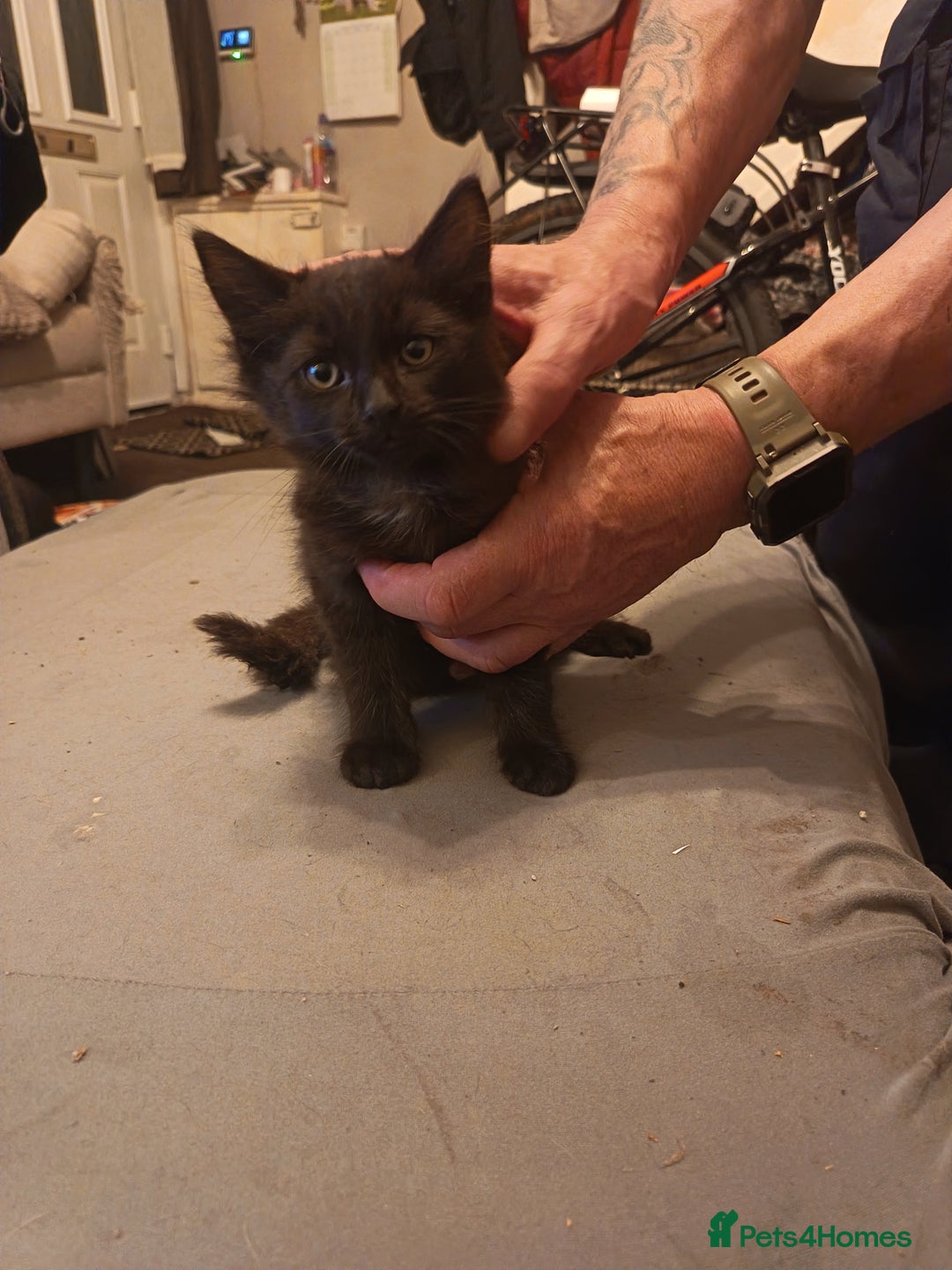 Mixed Breed cats for sale: Kittens - Advert 9