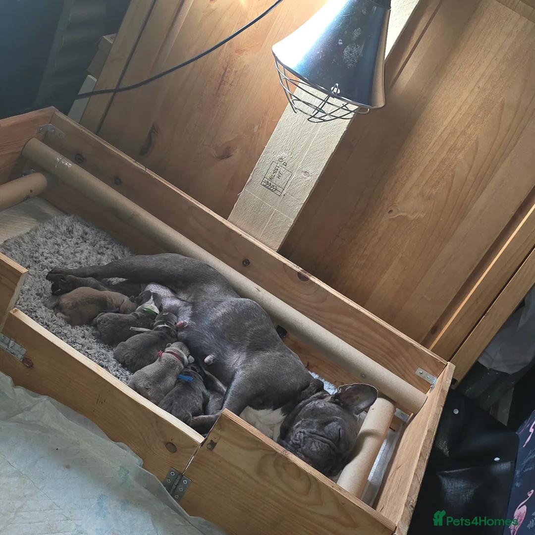 French Bulldog dogs for sale: Frenchies for sale - Advert 8