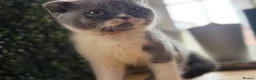 British Shorthair cats for sale: Summer Sale 😻 Champion Line Kittens 😻🥇🏆🐾 - Advert 4