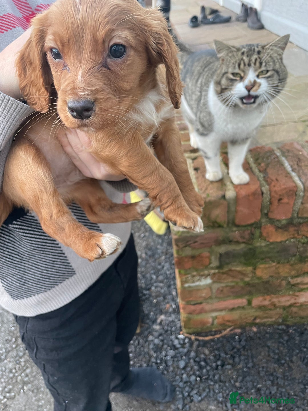 Cocker Spaniel dogs for sale: Cocker spaniel puppies for sale 9 weeks old - Advert 2